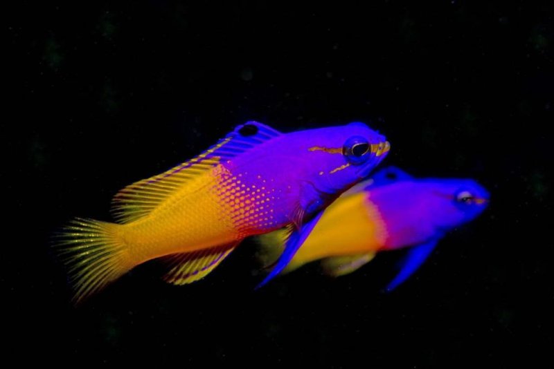 Belize Barrier Reef
(c) Werner Thiele 