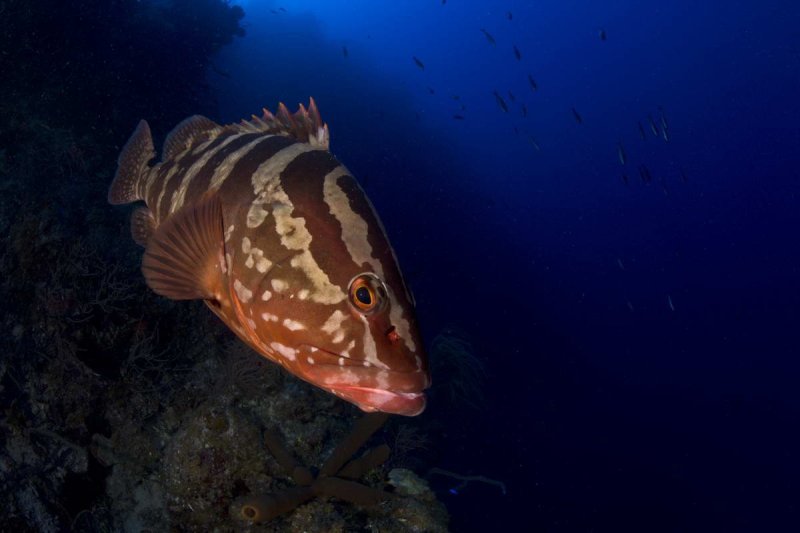 Belize Barrier Reef
(c) Werner Thiele 