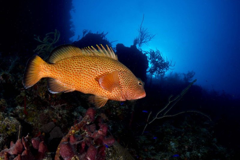 Belize Barrier Reef
(c) Werner Thiele 