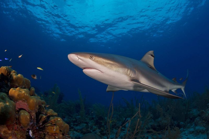 Belize Barrier Reef
(c) Werner Thiele 