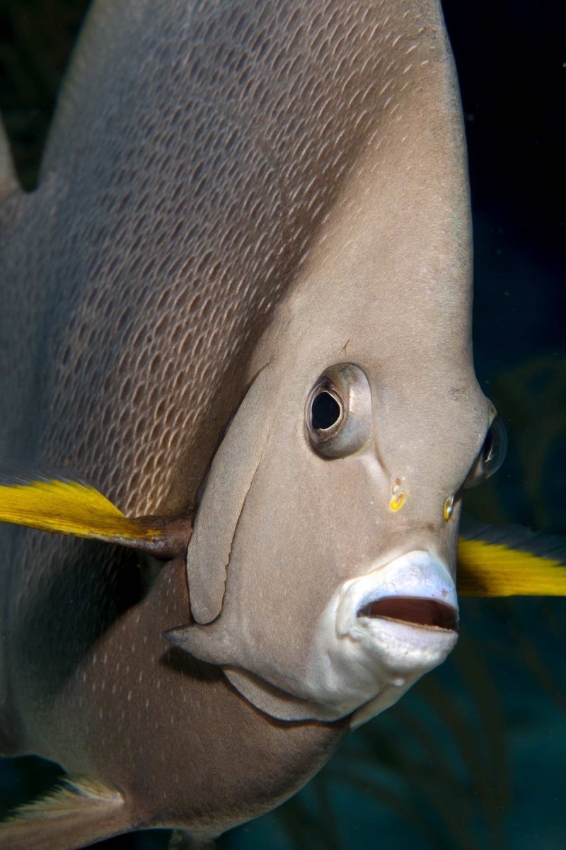 Belize Barrier Reef
(c) Werner Thiele 