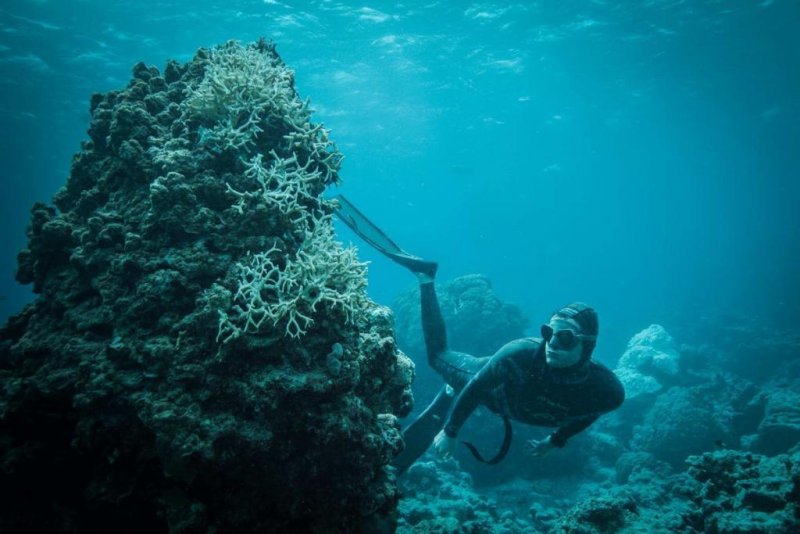 Lucas Handley - coral-bleaching
(c) Blue