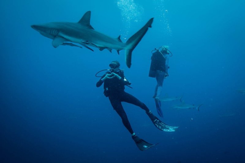 Madison Stewart and Valerie Taylor swimming with sharks (c) Blue