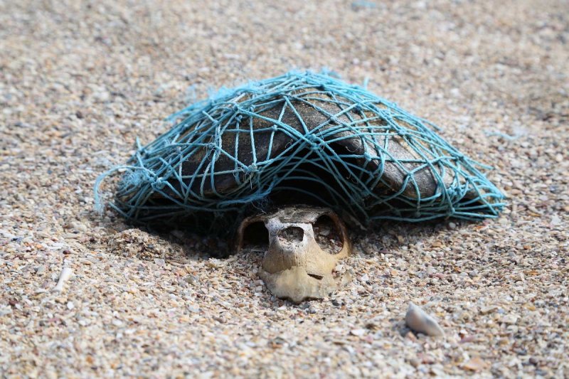 Turtle ghostnet (c) Blue