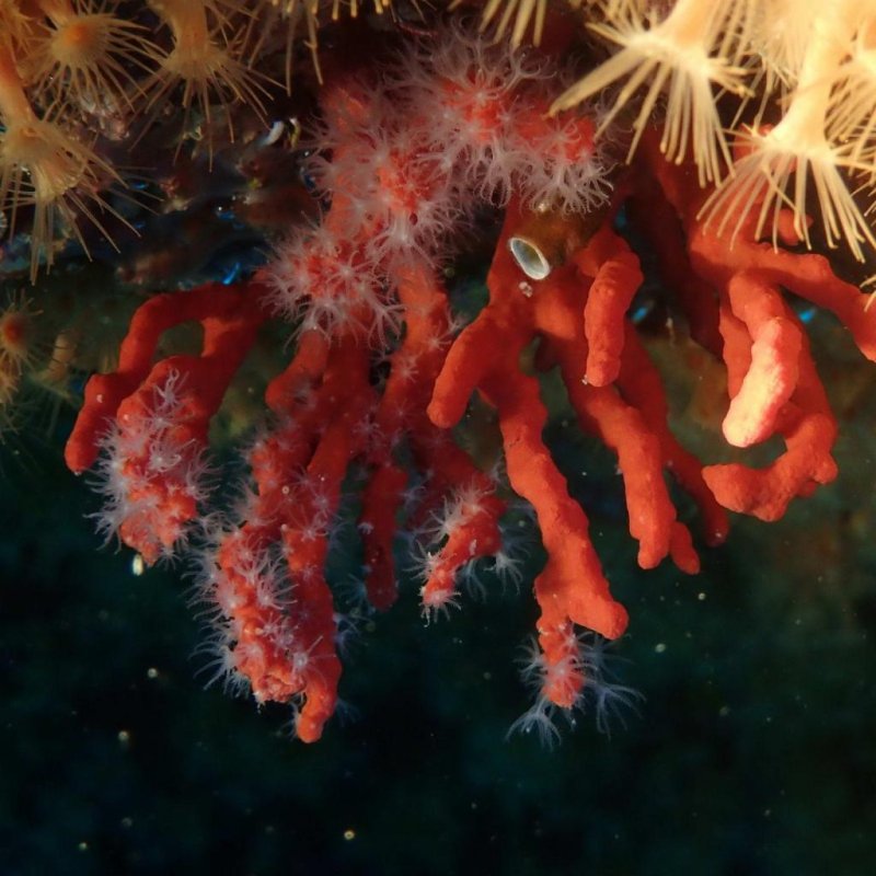 Red Coral (c) Boris Mörker