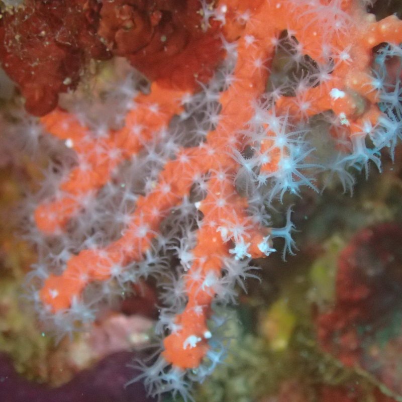 Red Coral (c) Boris Mörker