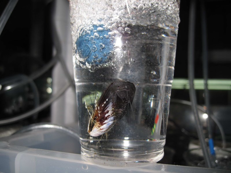The Mediterranean Mussel Mytilus galloprovincialis in the laboratory in Portugal. Originally native to the Northeast Atlantic and Mediterranean, it is now also found in Australian, Chilean, New Zealand and South African waters.
(c) Marie Garcia