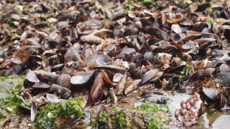 Mussels of the species Perna perna are native to Europe, Africa and South America, but have now also conquered North American waters. As part of the global GAME experiment, they were examined in Brazil. (c) Felipe Ribeiro