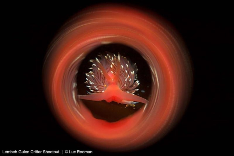 Photos of the 2018 UW shootout in Indonesia and Norway (c) Luc Rooman