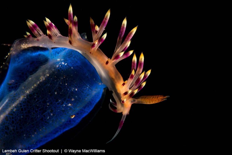 Photos of the 2018 UW shootout in Indonesia and Norway (c) Wayne MacWilliams