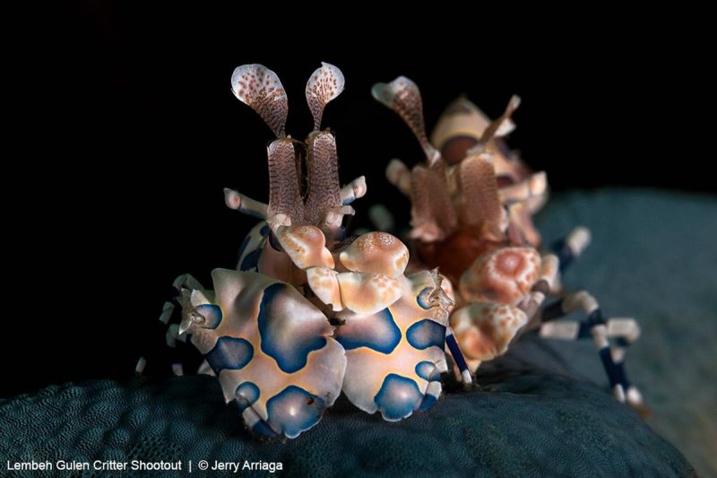 Photos of the 2018 UW shootout in Indonesia and Norway (c) Jerry Arriaga