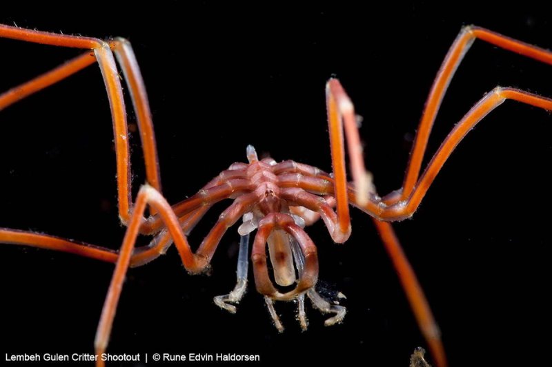 Photos of the 2018 UW shootout in Indonesia and Norway (c) Rune Edvin Haldorsen