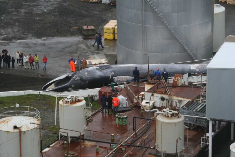 Iceland slaughters first fin whale after a two-year break
(c) WDC