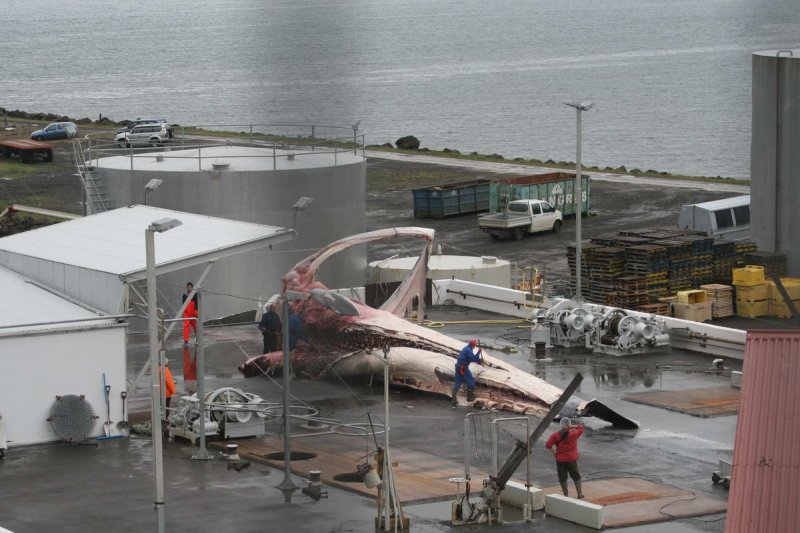Iceland slaughters first fin whale after a two-year break
(c) WDC