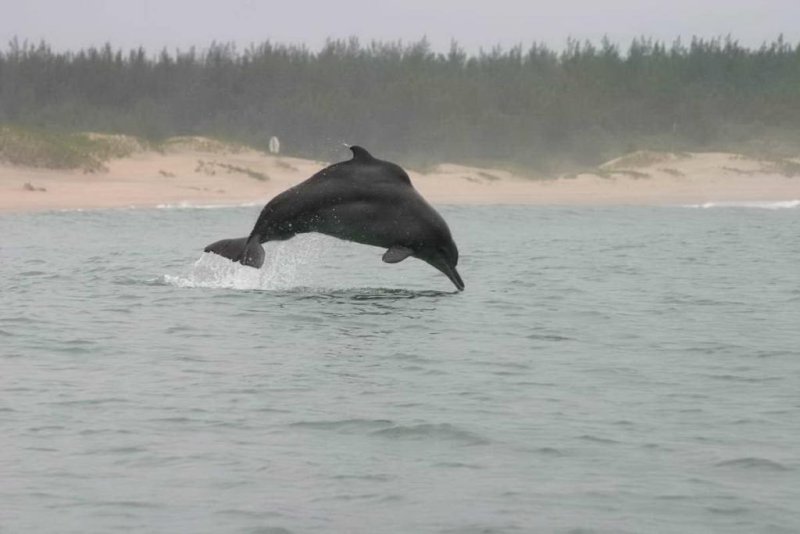 Humpback dolphin (Sousa plumbea)
(c) Brett Atkins