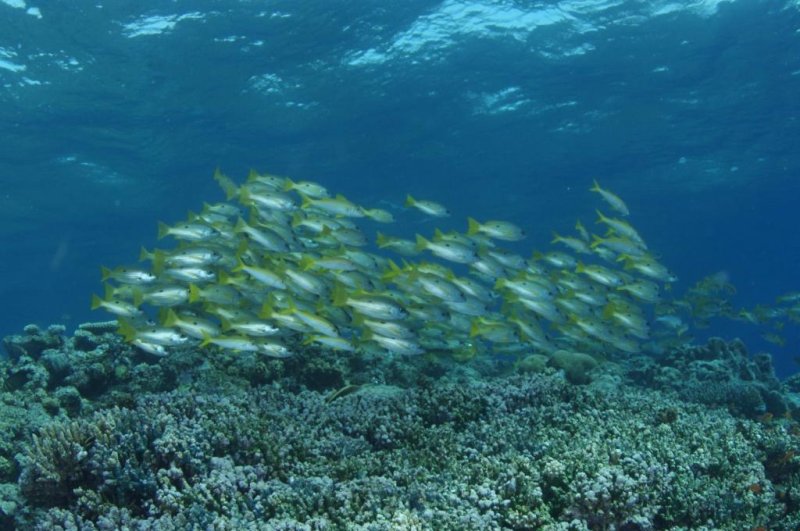 Only 13 percent of the world