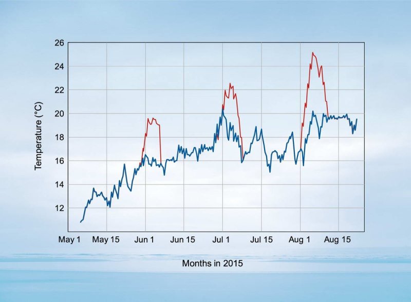 In four of the 12 benthocosms chambers the species community experienced the tempertur curve of 2009 (blue line). In four chambers, the researchers simulated a summer heatwave. In the last four chambers there were a total of three heat waves.
(c) C. Kersten/GEOMAR