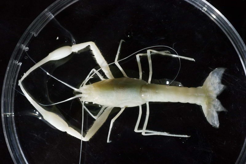 Troglobitic shrimp Typhlocaris ayyaloni
(c) Sasson Tiram
