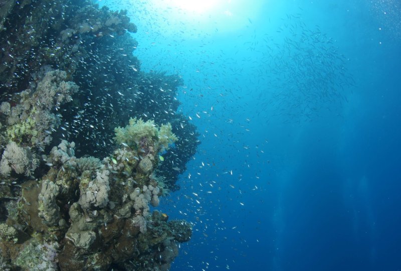 Only 13 percent of the world