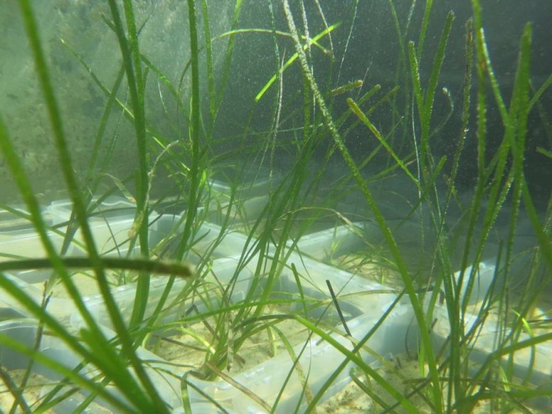 Zostera marina (seagrass) in plant pots (plastic aquariums) in one of the 12 Benthocosms on the keel line during a long-term experiment on the effects of heat waves on the coastal ecosystem
von Christian Pansch/GEOMAR (CC BY 4.0)
Incubation chambers with Zostera marina (seagrass) and the associated infauna community in plant pots in one of the 12 chambers
(c) Christian Pansch/GEOMAR (CC BY 4.0)