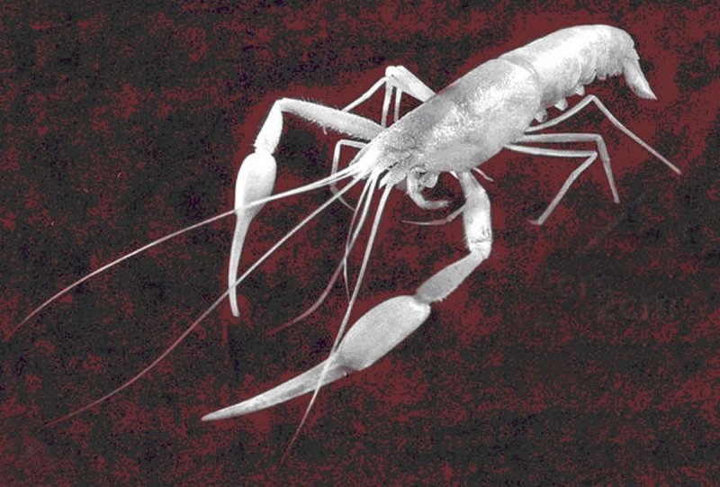 Typhlocaris ayyaloniin
(c) D. Darom