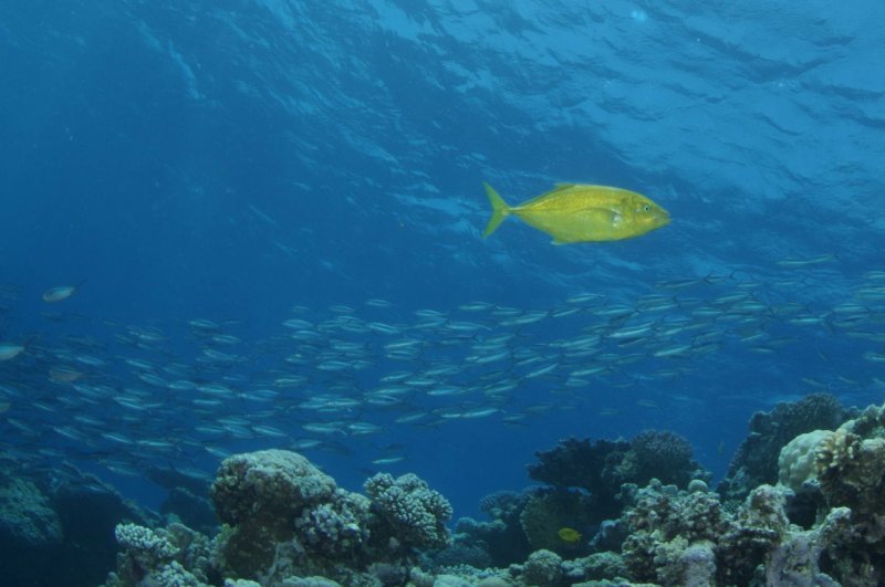 Only 13 percent of the world