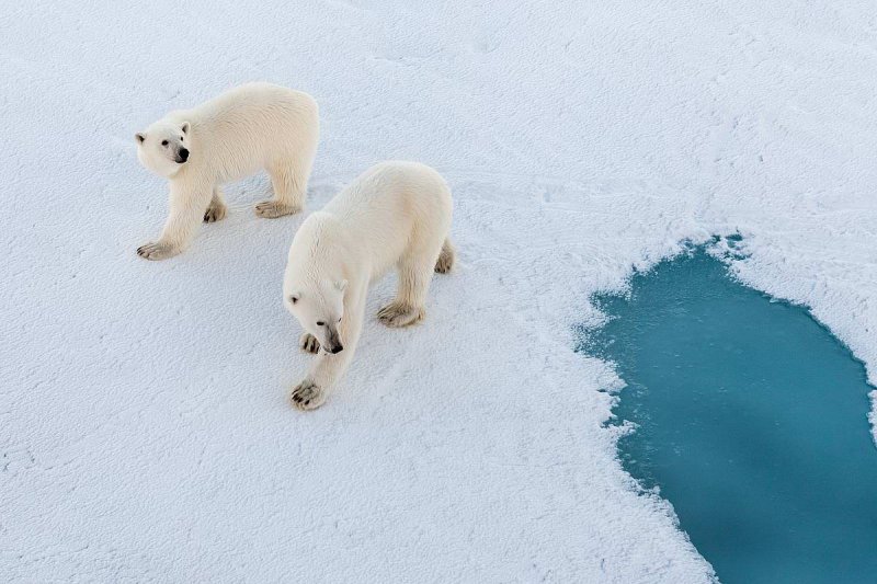 Picture of two polar bears on the sea ice of the Arctic Ocean.
(c) Mario Hoppmann