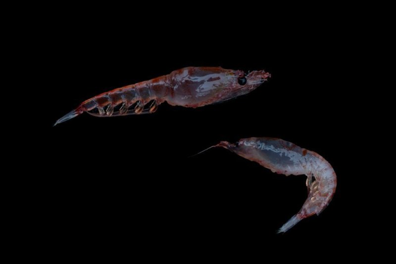 Krill in the Antarctic: Krill, Euphausia superba, represent a critical component of the Antarctic food web, providing food for fish, whales, seals, penguins, albatross and other seabirds, as well as marine invertebrates.
(c) Christian Åslund / Greenpeace