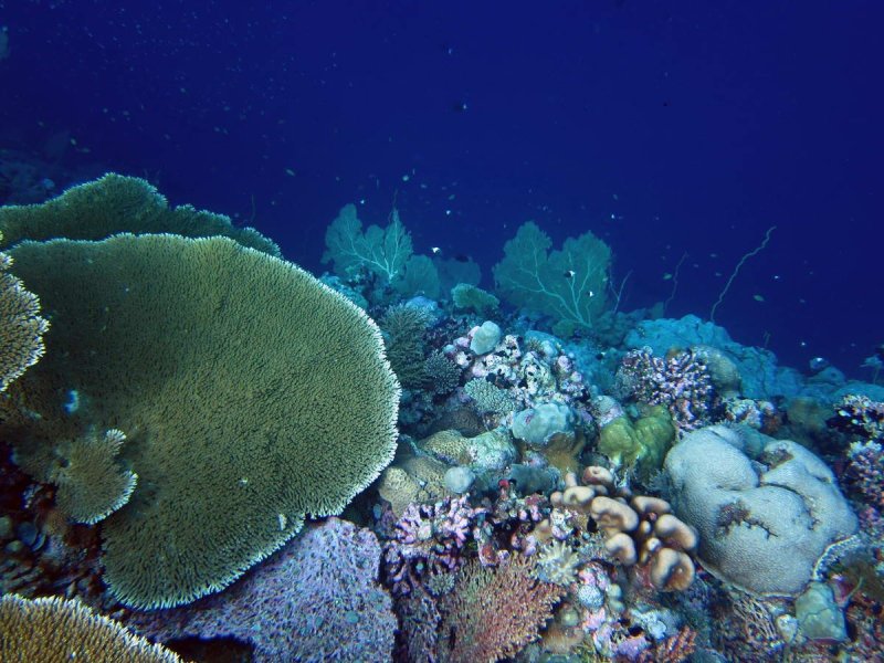 A coral reef crest in the Chagos Archipelago
(c) Nick Graham
