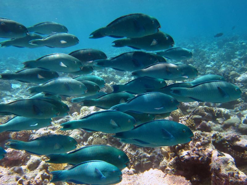 Parrotfish swimming above a coral reef in the Chagos Archipelago
(c) Nick Graham