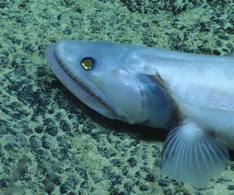 Lifein the deep-sea (c) IUCN