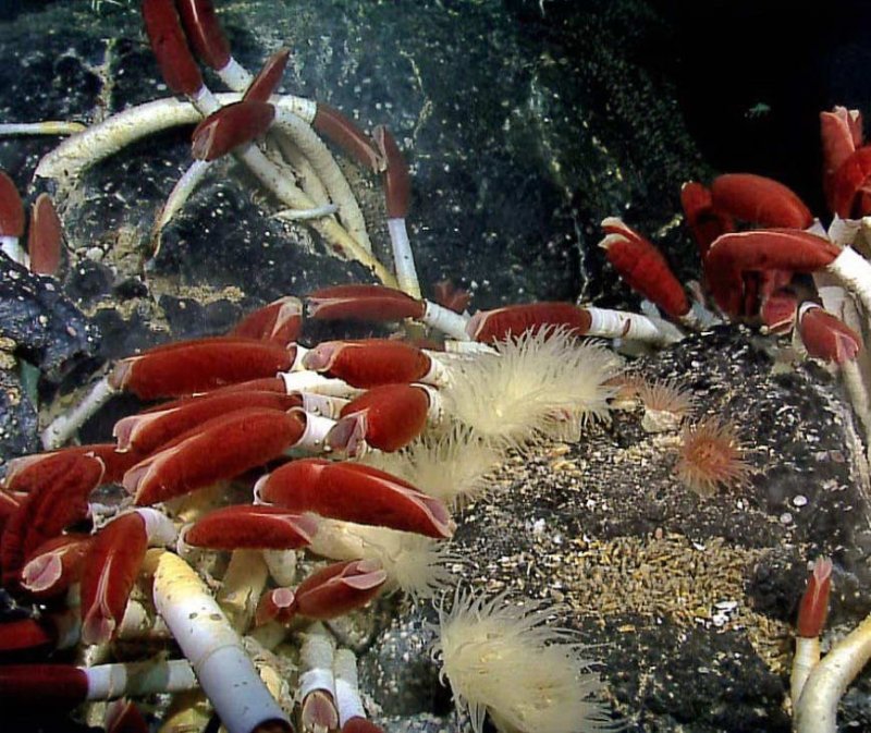 Deep-Sea Life at a smoker
(c) IUCN