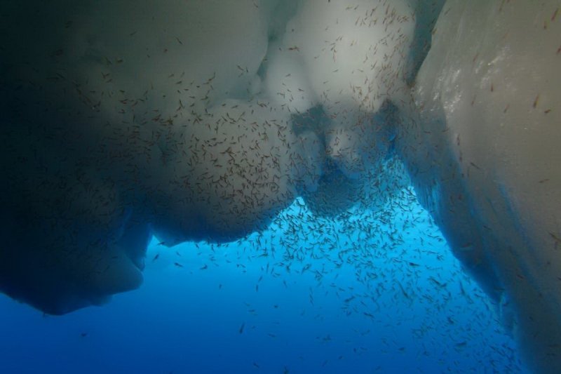 Krill larvae in the Antarctic
(c) Ulrich Freier