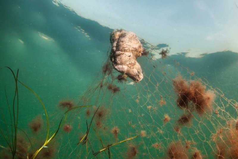 Documentation of ghostnets by Warnemünde: The underwater photo depicts a fish that got trapped in a ghostnet and died.
(c) Wolf Wichmann / WWF