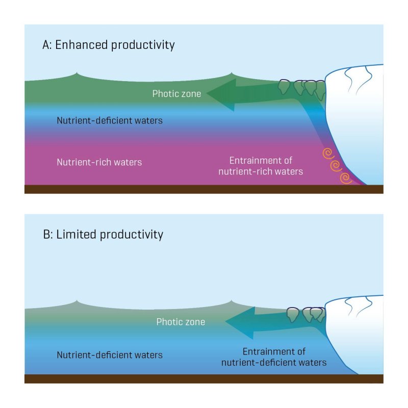 If glaciers strand off the coast at the right depth, melting water on the glacier front can cause planktonic blooms. On the other hand, if the glacier retreats to shallower depths, there is no fertilizing effect.
(c) Mark Hopwood / GEOMAR
