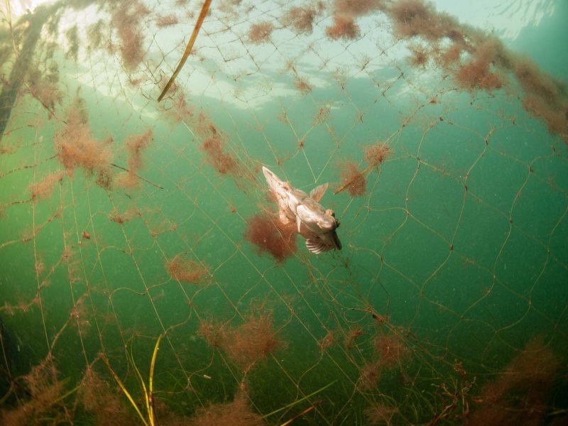 Documentation of ghostnets by Warnemünde: The underwater photo depicts a fish that got trapped in a ghostnet and died.
(c) Wolf Wichmann / WWF