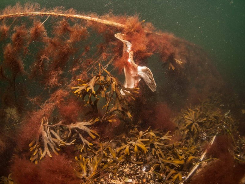 Documentation of ghostnets by Warnemünde: The underwater photo depicts a fish that got trapped in a ghostnet and died.
(c) Wolf Wichmann / WWF