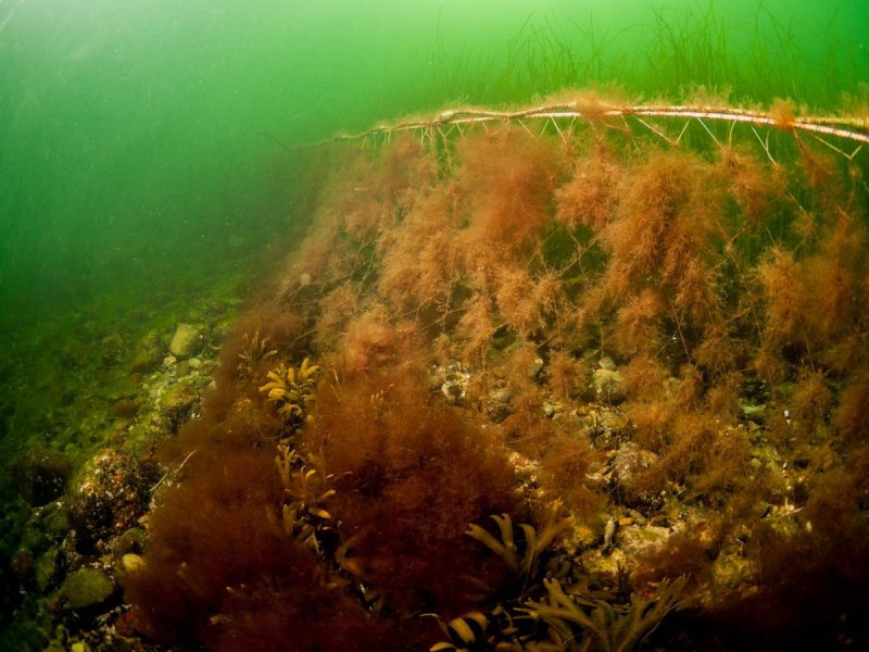 Documentation of ghostnets by Warnemünde: The underwater photo depicts a ghostnet covered with algae.
(c) Wolf Wichmann / WWF