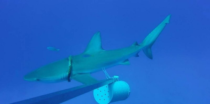 A Galapagos shark caught in a plastic ring
(c) Naiti Morales