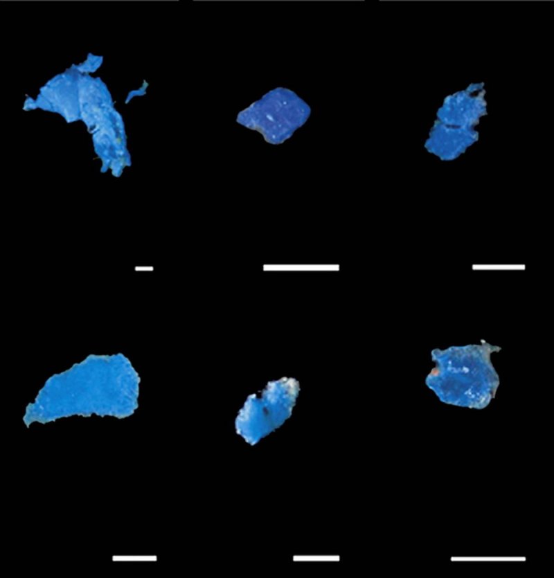 Plastic particles from the stomach of amberstripes scads (Decapterus muroadsi), caught at Rapa Nui
(c) Nicolas Ory / GEOMAR