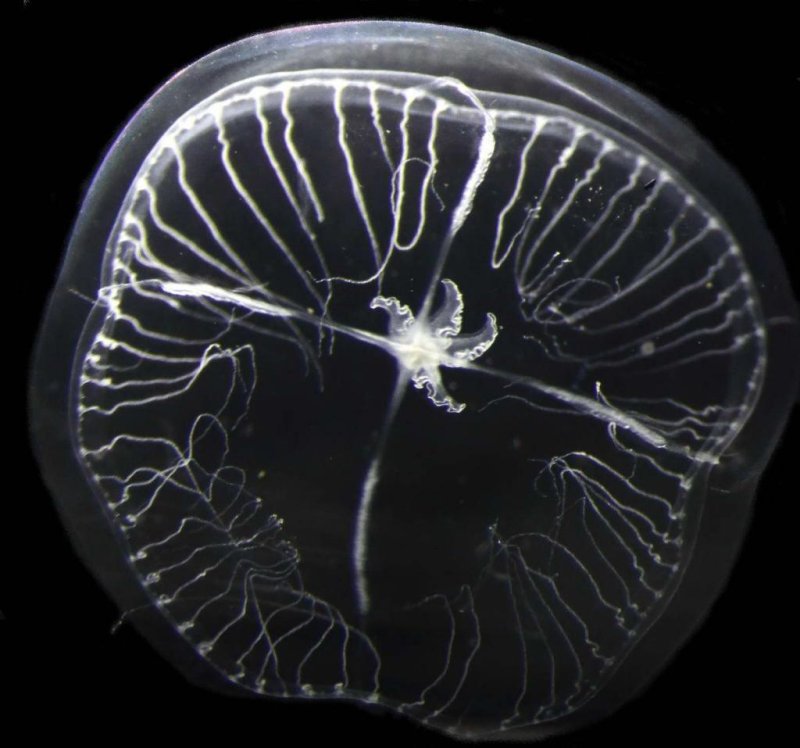 A specimen of the species Blackfordia virginica
(c) Cornelia Jaspers / GEOMAR, DTU Aqua (CC BY 4.0)