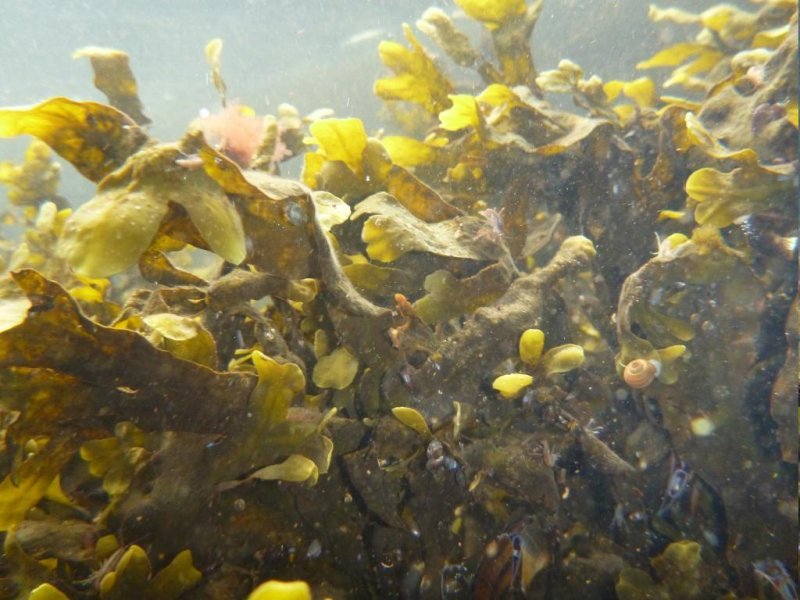 Seaweed (Fucus) without the influence of a heatwave in a controlled benthocosma experiment
(c) Martin Wahl, GEOMAR