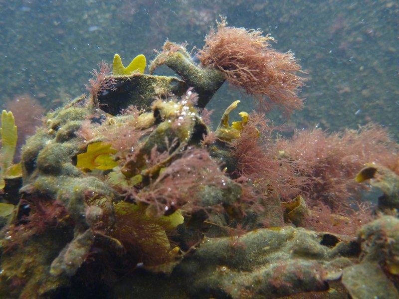 Seaweed (Fucus) under the influence of a heatwave in a controlled benthocosma experiment
(c) Martin Wahl, GEOMAR