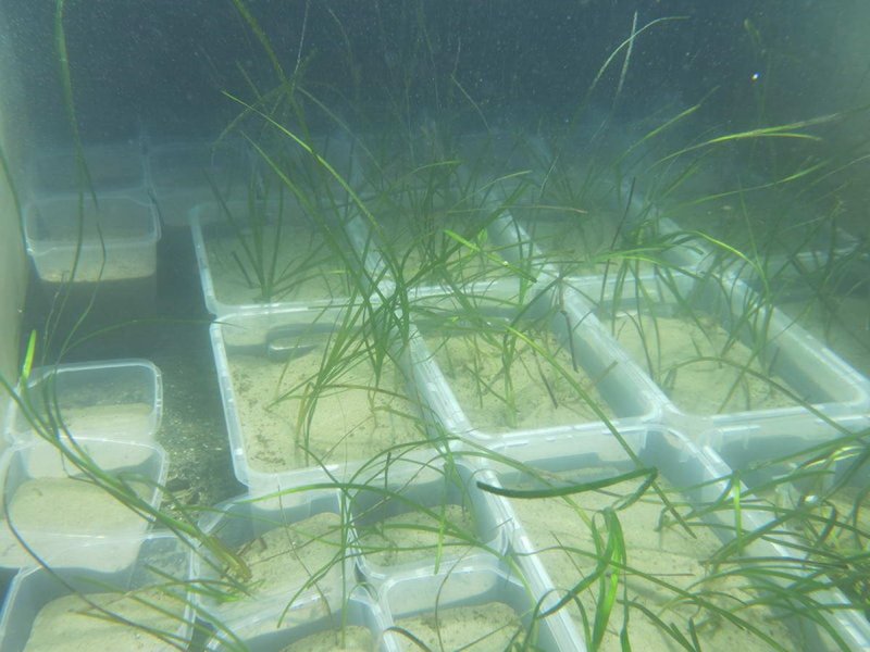 Experiment with Zostera marina (seaweed) in the benthic system of GEOMAR
(c) C. Pansch