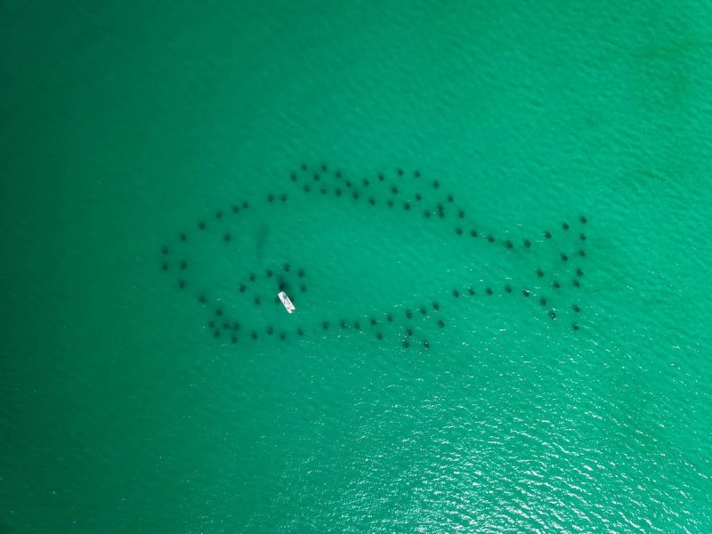 © Cory Peterson at Birds