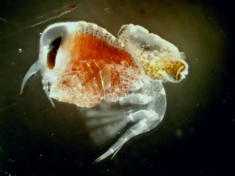 The amphipod Hyperiella antarctica carrying a pteropod (Spongiobranchaea) piggyback. © Charlotte Havermans