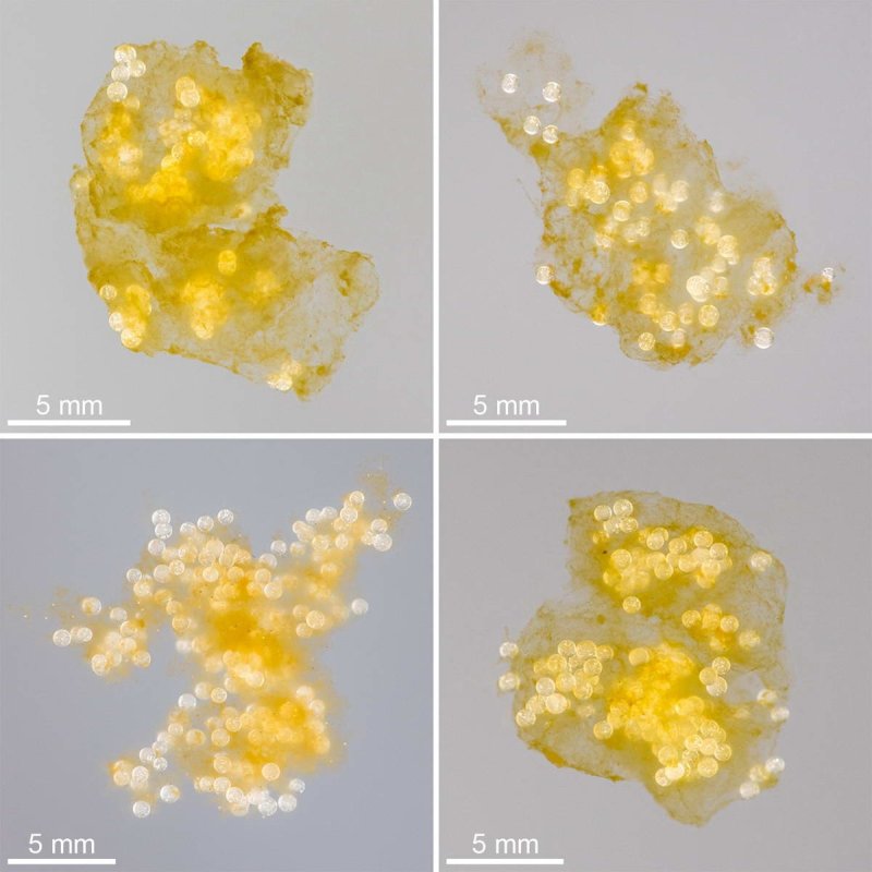 Photographs of typical aggregates made of plastic globules and biogenic particles that were generated during laboratory experiments, Photo: © Jan Michels / Future Ocean