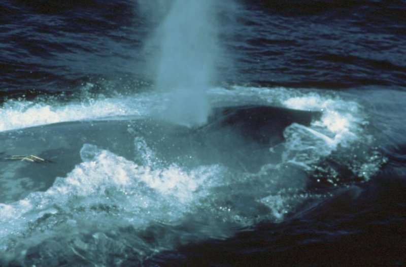 Blow of a Blue whale