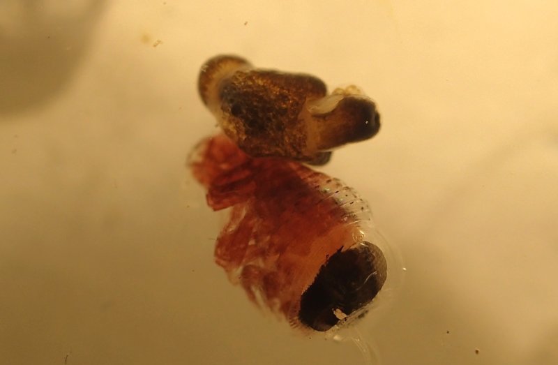 The amphipod Hyperiella antarctica carrying a pteropod (Spongiobranchaea) piggyback. © Charlotte Havermans