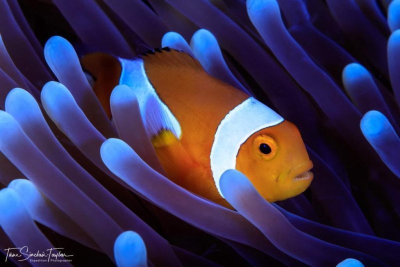 Clownfish (c) Tane Sinclair-Taylor